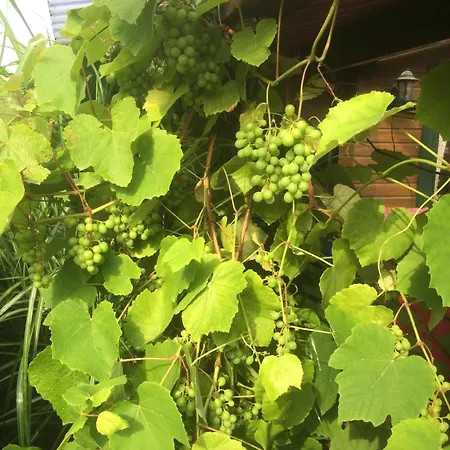 Ferienvilla-mv Holiday home Dobbin-Linstow